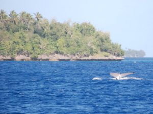 Fiji 4